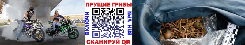 маркетплейс состав  Сертолово  Галлюциногенные грибы Magic Shrooms 